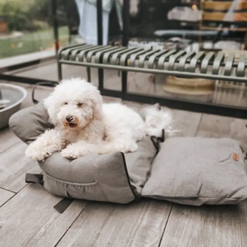 autostol til hund