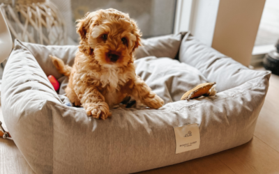 BEDSTE HUNDESENG