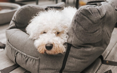 BEDSTE HUNDEBUR & BILSÆDE TIL HUND