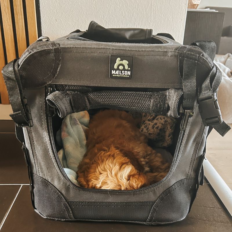 transportbur i kanvas