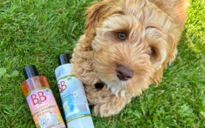 BEDSTE HUNDESHAMPOO