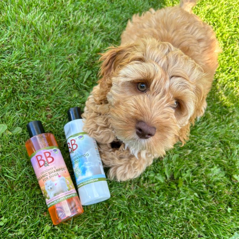 BEDSTE HUNDESHAMPOO