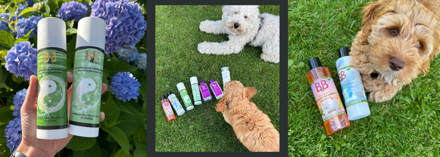 hundeshampoo