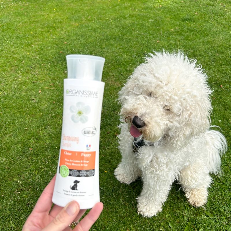 hundeshampoo