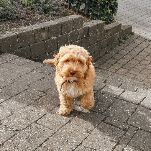 hundeseng
