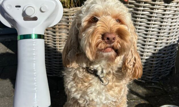 Bedste hårtørrer til hunde