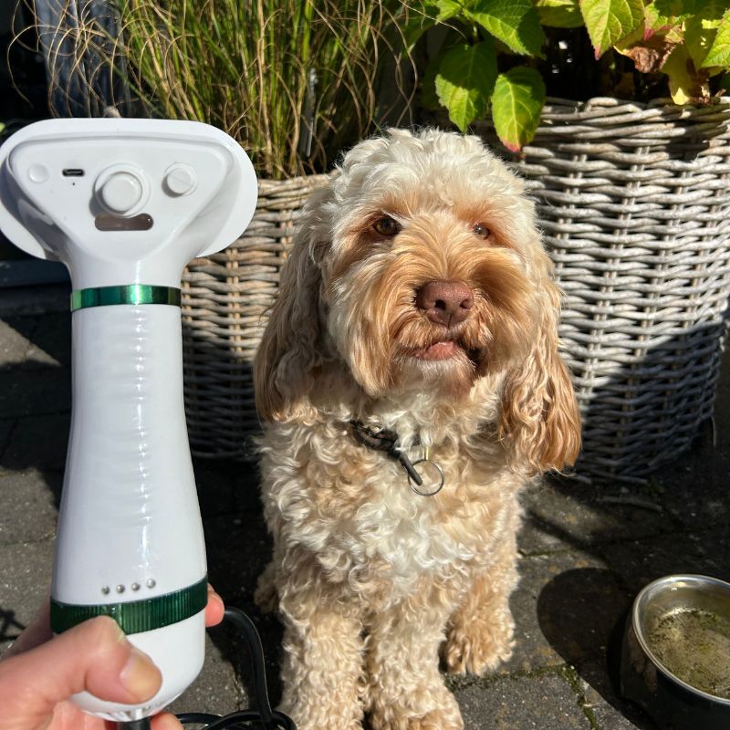 Bedste hårtørrer til hunde