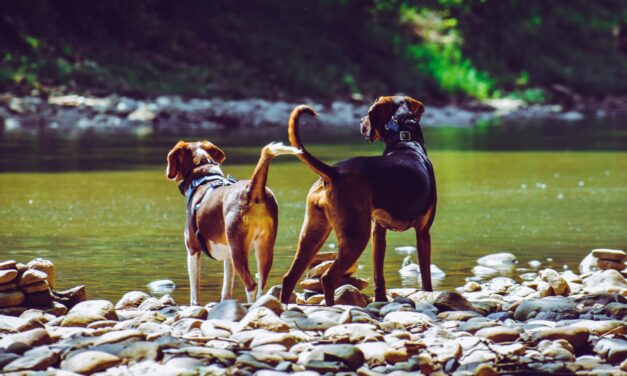 🐶 Anti gø halsbånd – en guide til dig der vil stoppe unødig gøen