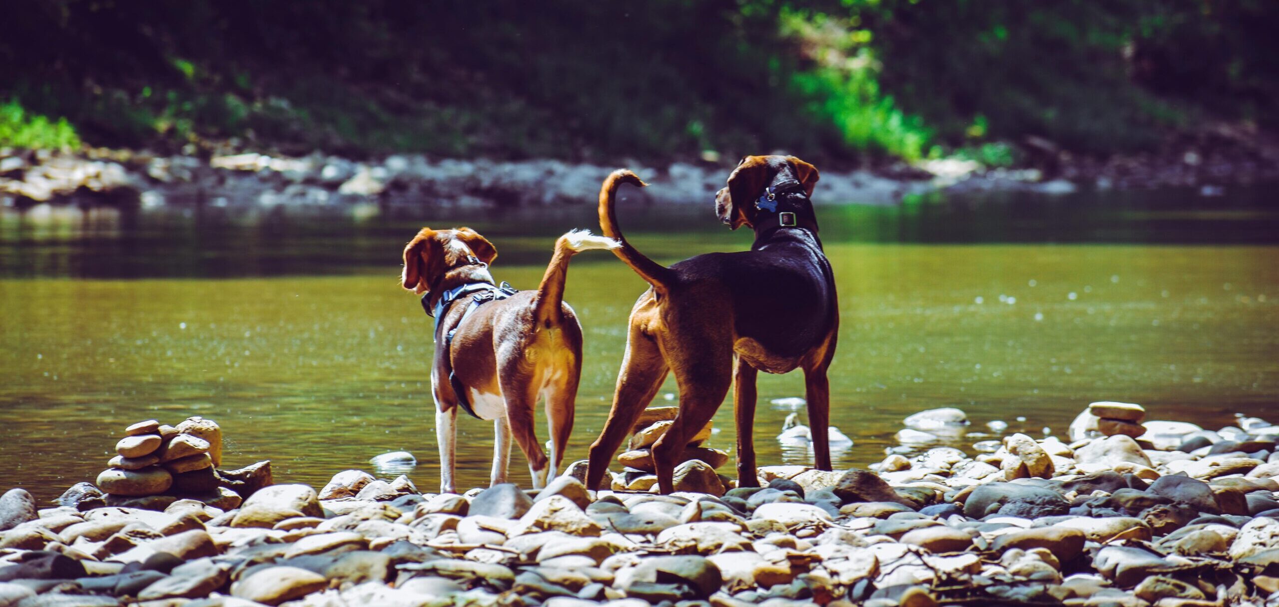 🐶 Anti gø halsbånd – en guide til dig der vil stoppe unødig gøen