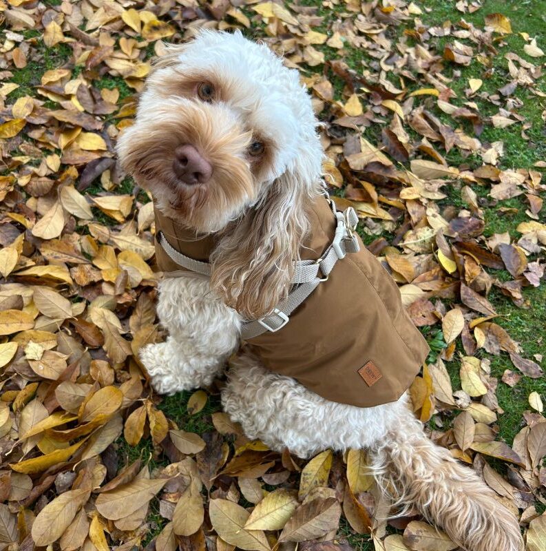 hundejakke bedst i test