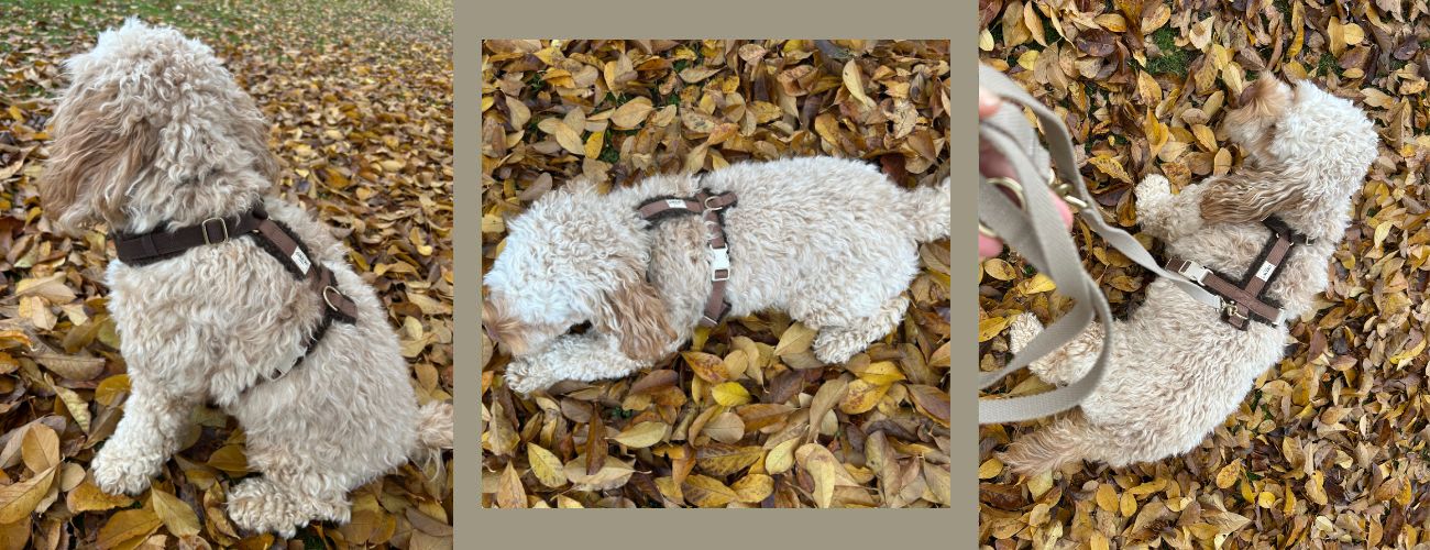 hundesele